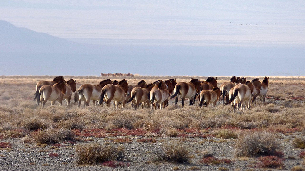 Wild Horses in Mongolia